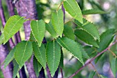 ZELKOVA SERRATA LEAVES