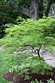 ACER PALMATUM VIRIDIS