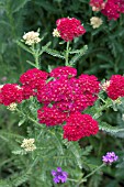 ACHILLEA POMEGRANATE