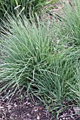 ANDROPOGON SCOPARIUS PRAIRIE BLUES