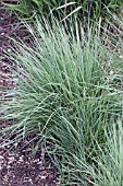 ANDROPOGON SCOPARIUS PRAIRIE BLUES