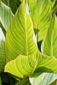 CANNA PRETORIA FOLIAGE