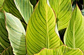 CANNA PRETORIA FOLIAGE