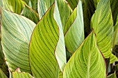 CANNA PRETORIA FOLIAGE