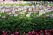 CLEOME HASSLERANA SPARKLER MIX