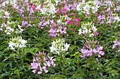 CLEOME HASSLERANA SPARKLER MIX