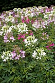 CLEOME HASSLERANA SPARKLER MIX