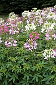 CLEOME HASSLERANA SPARKLER MIX