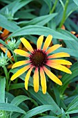 ECHINACEA FLAME THROWER