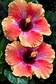 HIBISCUS ROSA-SINENSIS COSMIC DANCER