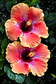 HIBISCUS ROSA-SINENSIS COSMIC DANCER