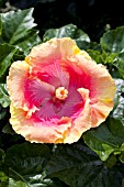 HIBISCUS ROSA-SINENSIS STOLEN KISS