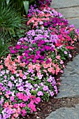 IMPATIENS SUPER ELFIN PARADISE MIX