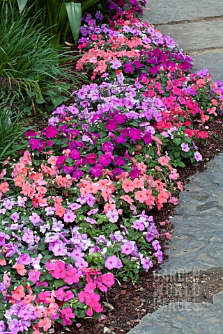 IMPATIENS_SUPER_ELFIN_PARADISE_MIX