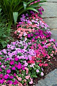 IMPATIENS SUPER ELFIN PARADISE MIX