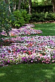 IMPATIENS SUPER ELFIN PASTEL MIX