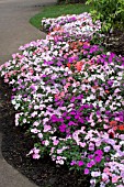 IMPATIENS SUPER ELFIN PASTEL MIX