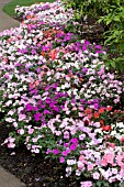 IMPATIENS SUPER ELFIN PASTEL MIX