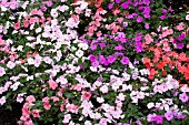 IMPATIENS SUPER ELFIN PASTEL MIX