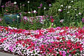 IMPATIENS WALLERANA MIX