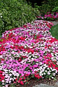 IMPATIENS WALLERANA MIX