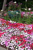 IMPATIENS WALLERANA MIX