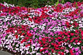 IMPATIENS WALLERIANA MIX