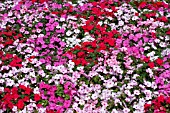 IMPATIENS WALLERIANA MIX