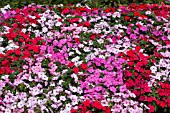 IMPATIENS WALLERIANA MIX