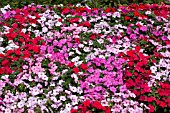 IMPATIENS WALLERIANA MIX