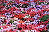 IMPATIENS WALLERIANA ACCENT SUNRISE MIX