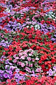 IMPATIENS WALLERIANA ACCENT SUNRISE MIX