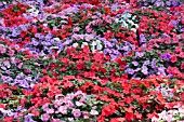 IMPATIENS WALLERIANA ACCENT SUNRISE MIX