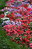 IMPATIENS WALLERIANA ACCENT SUNRISE MIX