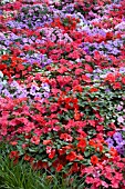 IMPATIENS WALLERIANA ACCENT SUNRISE MIX