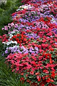 IMPATIENS WALLERIANA ACCENT SUNRISE MIX