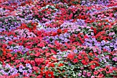 IMPATIENS WALLERIANA ACCENT SUNRISE MIX