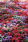 IMPATIENS WALLERIANA ACCENT SUNRISE MIX