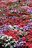 IMPATIENS WALLERIANA ACCENT SUNRISE MIX