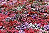 IMPATIENS WALLERIANA ACCENT SUNRISE MIX