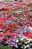 IMPATIENS WALLERIANA ACCENT SUNRISE MIX