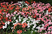 IMPATIENS WALLERIANA DAZZLER TUTTI FRUTTI MIX