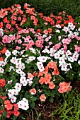 IMPATIENS WALLERIANA DAZZLER TUTTI FRUTTI MIX