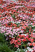 IMPATIENS WALLERIANA DAZZLER TUTTI FRUTTI MIX