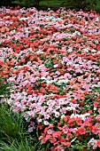 IMPATIENS WALLERIANA DAZZLER TUTTI FRUTTI MIX