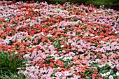 IMPATIENS WALLERIANA DAZZLER TUTTI FRUTTI MIX