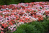 IMPATIENS WALLERIANA DAZZLER TUTTI FRUTTI MIX