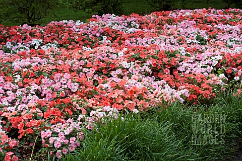 IMPATIENS_WALLERIANA_DAZZLER_TUTTI_FRUTTI_MIX