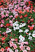 IMPATIENS WALLERIANA DAZZLER TUTTI FRUTTI MIX