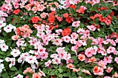 IMPATIENS WALLERIANA DAZZLER TUTTI FRUTTI MIX